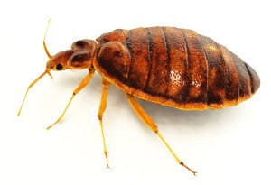 Iowa Bed Bug Attorney Class Action Infestation Pest Management Entomological Lawyer Des Moines